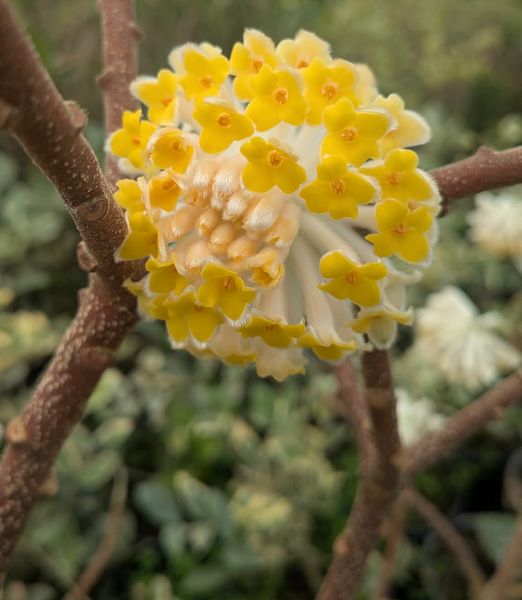 Edgeworthia chrysantha